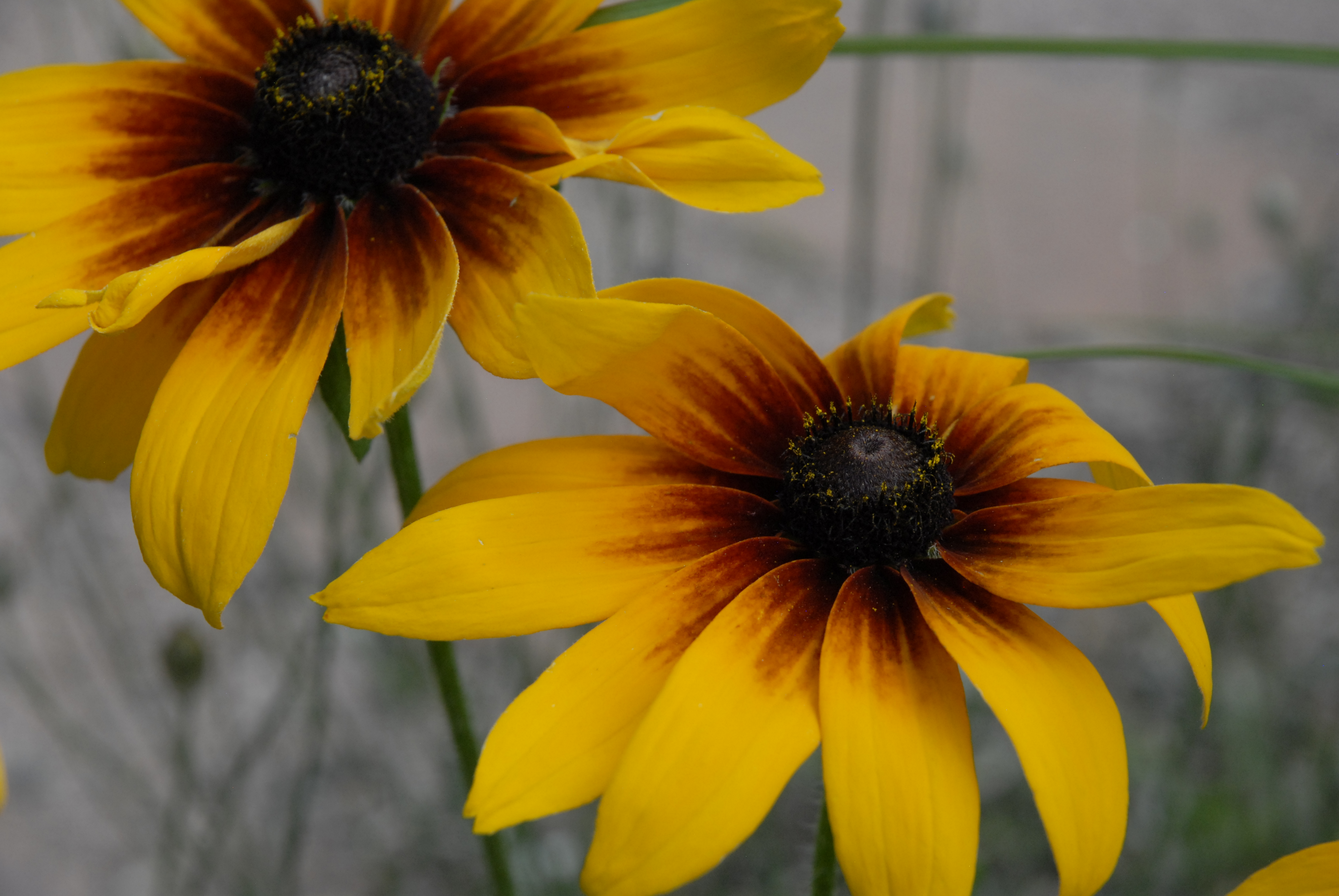 Black-eyed Susan